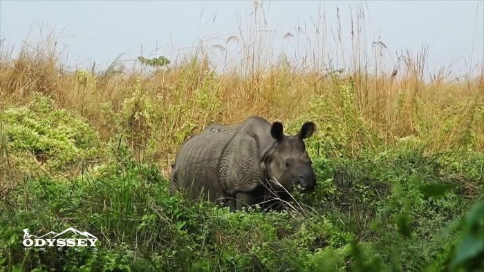 chitwan national park